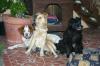 Veronika & Idefix