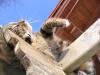 katzen 11