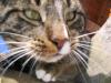 katzen 12