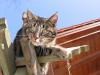 katzen 15
