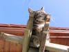 katzen 18