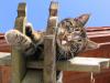 katzen 19