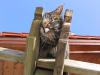 katzen 20