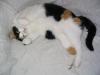katzen 2