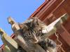 katzen 21