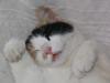 katzen 3