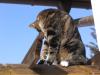 katzen 4