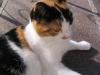 katzen 6