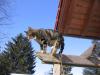 katzen 7