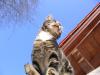 katzen 8