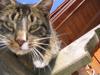 katzen 9